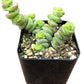 Crassula Baby Necklace
