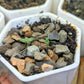 Crassula Mix Seeds
