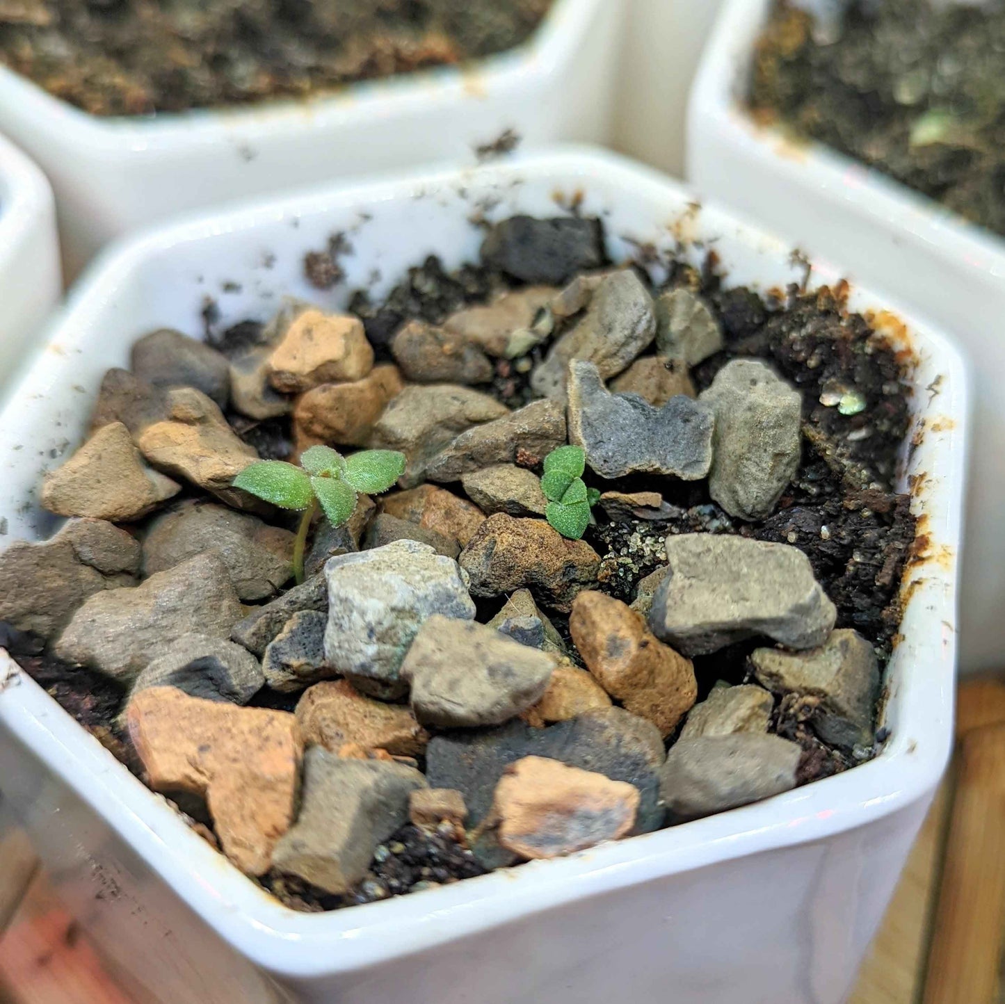 Crassula Mix Seeds