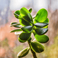 Crassula Mix Seeds
