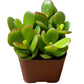 Jade Plant