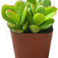 Jade Plant