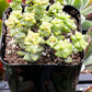 Crassula Tom Thumb