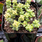 Crassula Tom Thumb