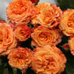 Crazy Love Rose 1.5 Gallon Container