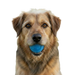 Pelota de juguete para perros Glitter Ball | Pelota de goma blanda PUP-X que flota para buscar y recoger con dispensador de premios | Fabricada en EE. UU.