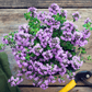 Creeping Thyme – 250 Seeds
