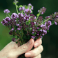 Creeping Thyme – 250 Seeds