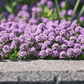 Creeping Thyme – 250 Seeds