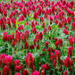 Crimson “Dixie” Clover – 1,000 Seeds