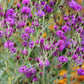100 MISSOURI IRONWEED Monarch Flower Native Purple Vernonia Missurica Seeds