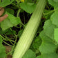 Cucumber Armenian Long - 10 Seeds - 70 Day Harvest Vegetable Heirloom Non GMO