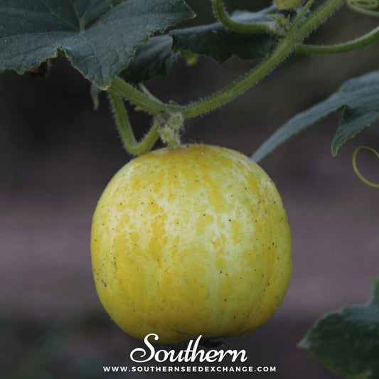 Lemon Cucumber – 30 Seeds