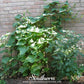 Straight 8 Cucumber – 30 Seeds