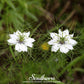 Black Cumin – 50 Seeds