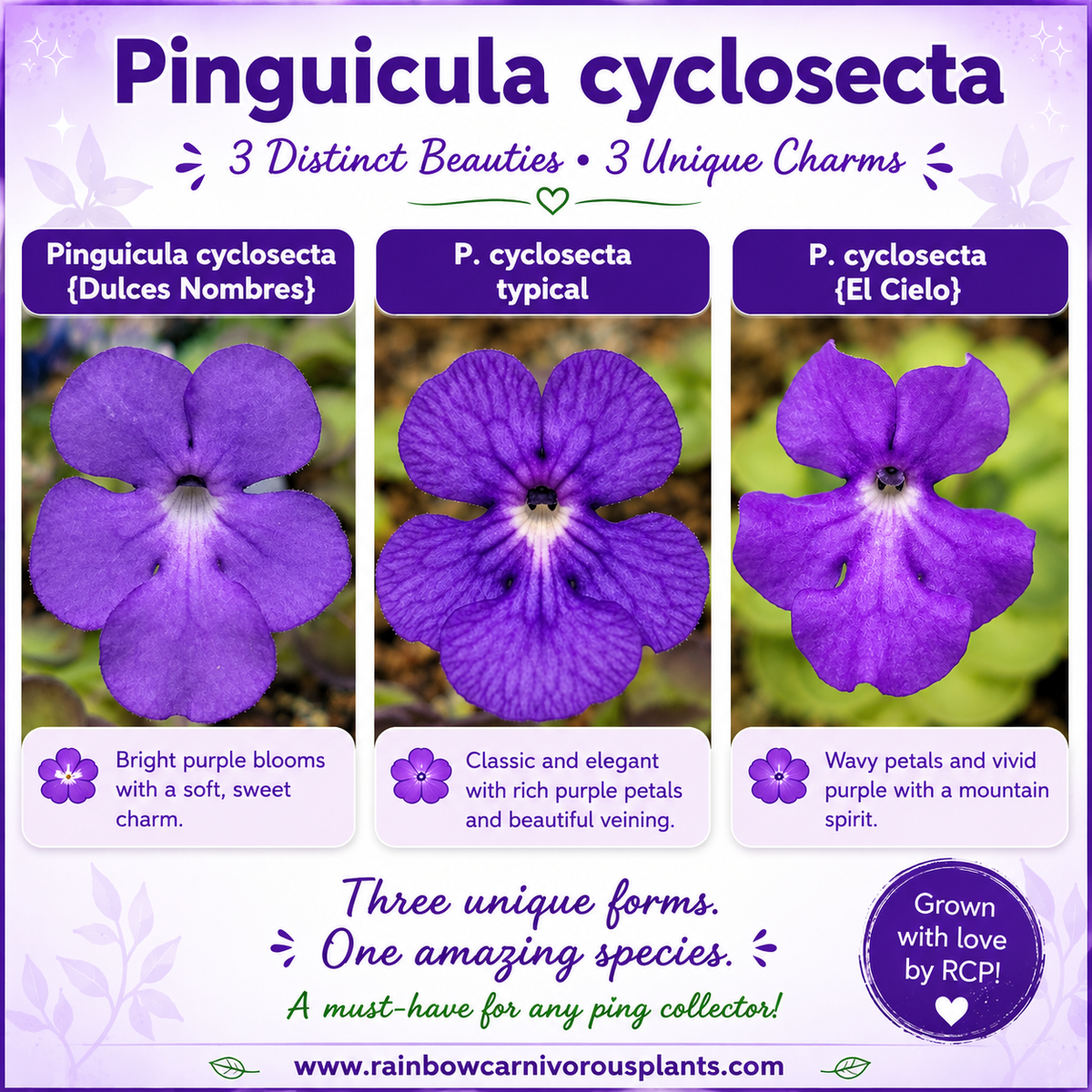 Pinguicula cyclosecta