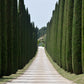 20 MEDITERRANEAN CYPRESS TREE Italian Pencil Pine Cedar Cupressus Sempervirens Stricta Seeds