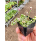 Succulent 'String of Pearls' Variegated