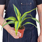 Dracaena 'Lemon Lime'