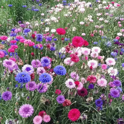 Baby's Breath, Sunflower, Cosmos, Daisy Four-season Seeds