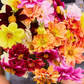 Early Bird Dahlia – 25 Seeds