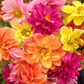 Early Bird Dahlia – 25 Seeds