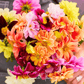 Early Bird Dahlia – 25 Seeds