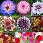 Dahlia Pompon Flower - 100 Seeds - Variabilis Rare Beautiful Annual Outdoor