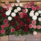 Super Enorma English Daisy Mix – 100 Seeds