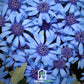 The Blues Blue Daisy – 50 Seeds