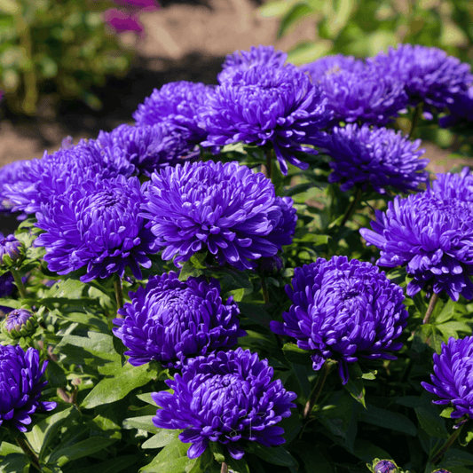 Dark Blue Paeony Duchess Aster – 50 Seeds