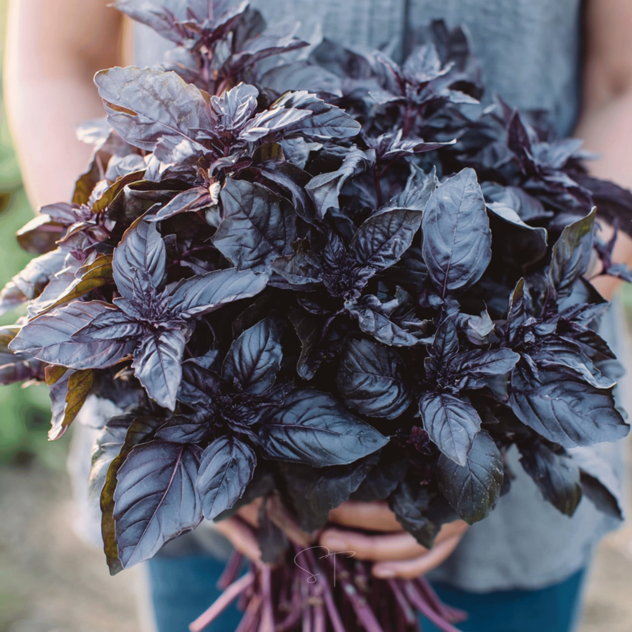 Dark Opal Basil – 250 Seeds – Orchid Stuff Plus