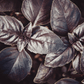 Dark Opal Basil – 250 Seeds