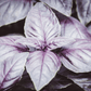 Dark Opal Basil – 250 Seeds