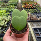 Hoya 'Sweetheart'