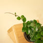 4" Hoya Mathilde Splash