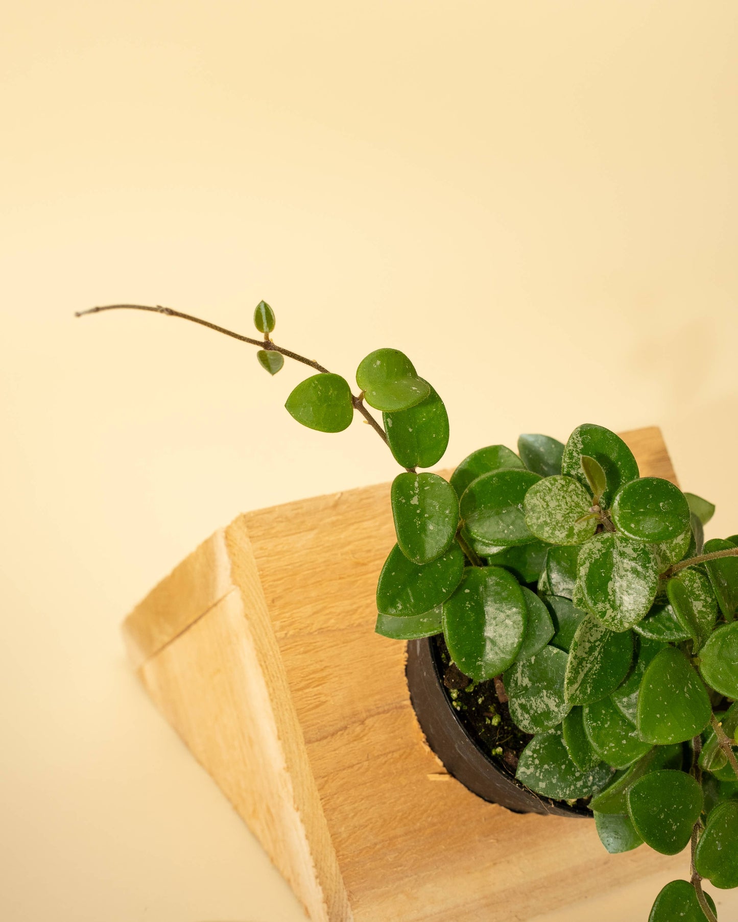 4" Hoya Mathilde Splash