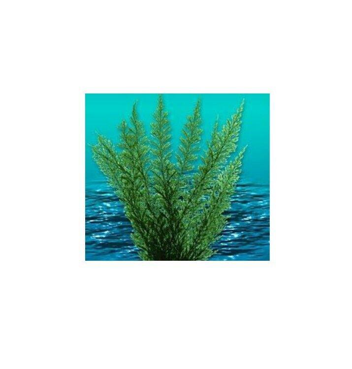 Nature's Image: Aquafern Medium, Freshwater 6" Red, Green or Rainbow Decor