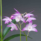 Compact Dendrobium KIngianum 'Pink' Orchid NBS potted - not in bloom! Fragrant and long-lasting blooms!