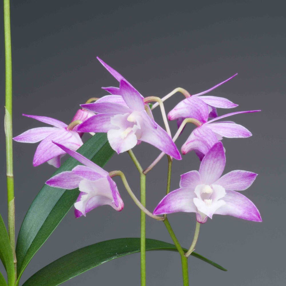 Compact Dendrobium KIngianum 'Pink' Orchid NBS potted - not in bloom! Fragrant and long-lasting blooms!