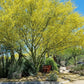 Desert Museum - Thornless Palo Verde Seeds Cercidium x 'Desert Museum'