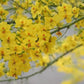 Desert Museum - Thornless Palo Verde Seeds Cercidium x 'Desert Museum'