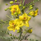 Desert Museum - Thornless Palo Verde Seeds Cercidium x 'Desert Museum'