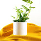 Desert Scape Planter