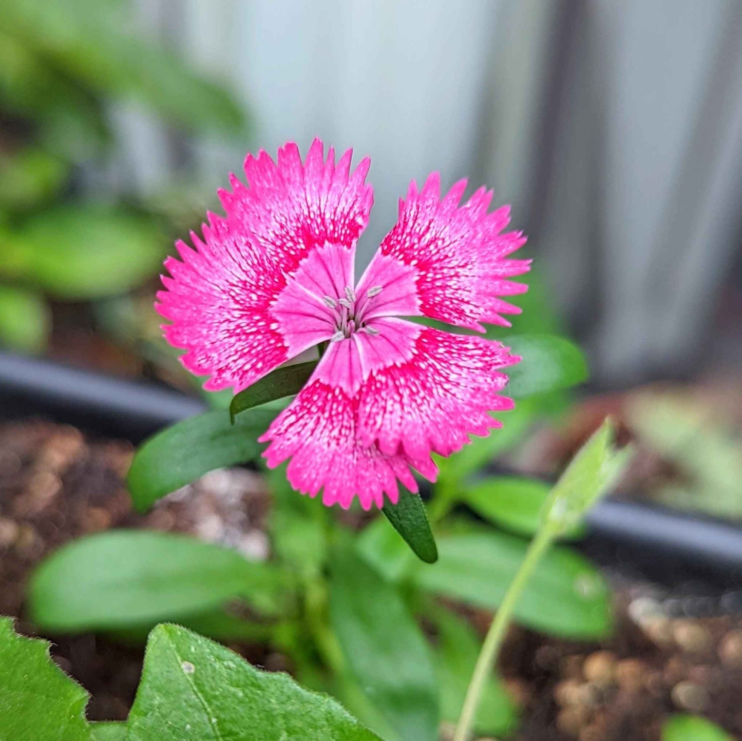 Dianthus Seeds