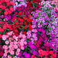 550 MAIDEN PINKS Mixed Colors Dianthus Deltoides Flower Seeds