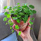 Dichondra Seeds