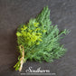Bouquet Dill – 100 Seeds