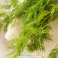 Mammoth Long Island Dill – 100 Seeds