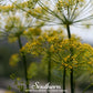 Mammoth Long Island Dill – 100 Seeds